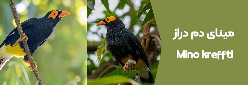 آشنایی با 21 نژاد مرغ مینا 🐦 (انواع مرغ مینا ) - دکتر حیوانات