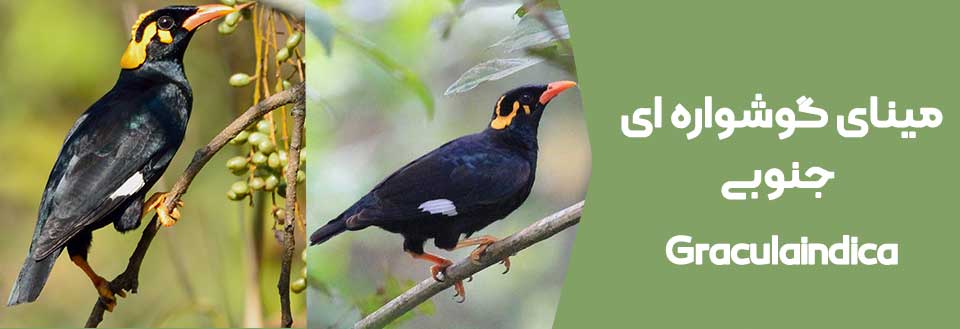 آشنایی با 21 نژاد مرغ مینا 🐦 (انواع مرغ مینا ) - دکتر حیوانات