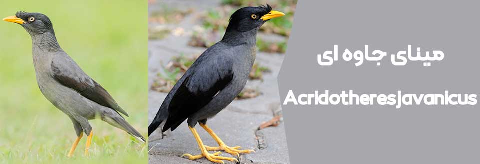 آشنایی با 21 نژاد مرغ مینا 🐦 (انواع مرغ مینا ) - دکتر حیوانات