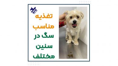 تغذیه مناسب سگ در سنین مختلف