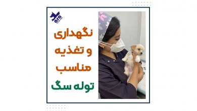 نگهداری و تغذیه مناسب توله سگ