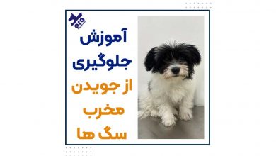 آموزش جلوگیری از جویدن مخرب سگ ها