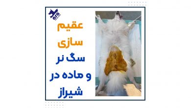 عقیم سازی سگ نر و ماه در شیراز