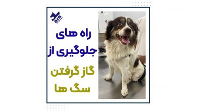 راه های جلوگیری از گاز گرفتن سگ ها