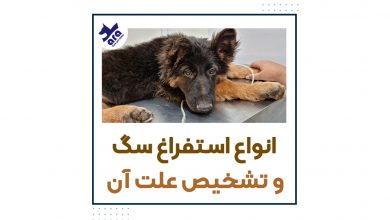 انواع استفراغ سگ و تشخیص علت آن
