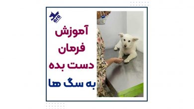 آموزش دست دادن به سگ ها