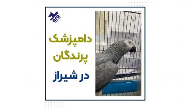 تصویر از دامپزشکی پرندگان شیراز (کلینیک طیور) :مشاوره تلفنی+آدرس