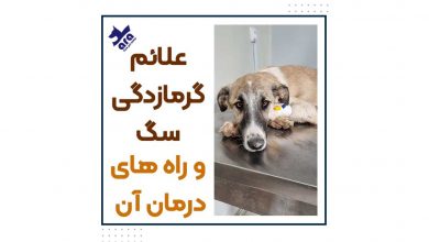 علائم گرمازدگی سگ و راه های درمان آن