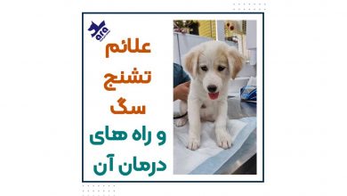 علائم تشنج سگ و راه های درمان آن