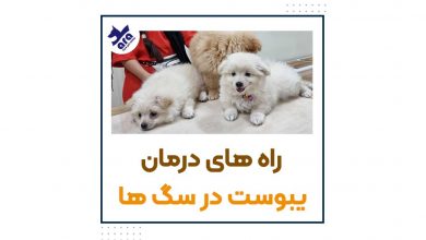 راه های درمان یبوست در سگ ها