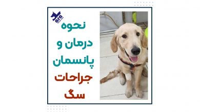 نحوه درمان و پانسمان جراحات سگ