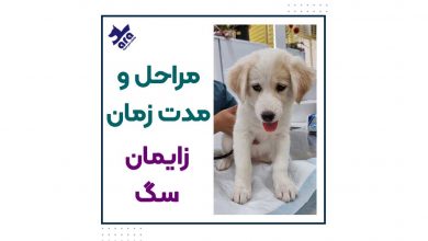 مراحل و مدت زمان زایمان سگ