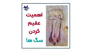 عقیم کردن سگ