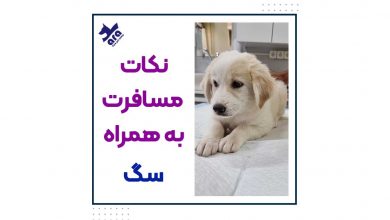 نکات مسافرت به همراه سگ