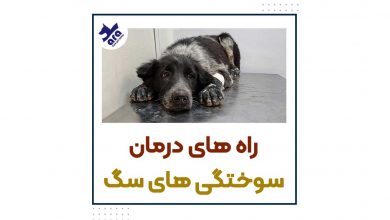 راه های درمان سوختگی های سگ