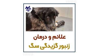 درمان زنبور گزیدگی و مار گزیدگی سگ