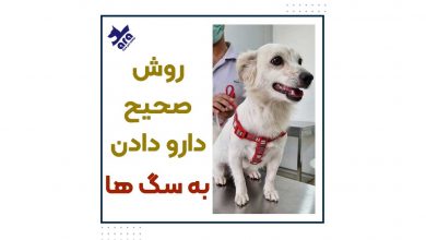 روش صحیح دارو دادن به سگ ها
