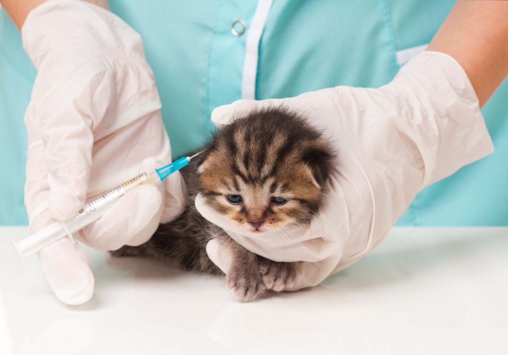 واکسیناسیون گربه در شیراز 230 هزارتومان (3 گانه + هاری 90هزارتومان) 2 cat vaccine 7 e1732450040304